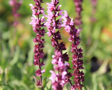Salvia nemorosa 'Caradonna Pink'