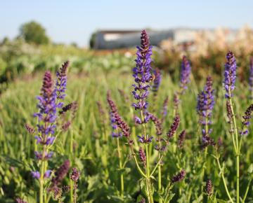 Salvia nemorosa 'Mainacht'