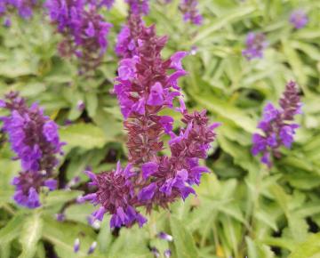 Salvia nemorosa 'Marcus' ®