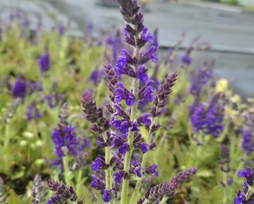 Salvia nemorosa 'Marcus' ®
