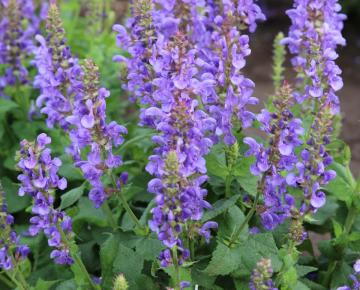 Salvia nemorosa 'Marvel Sky Blue'