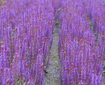 Salvia nemorosa 'Ostfriesland'