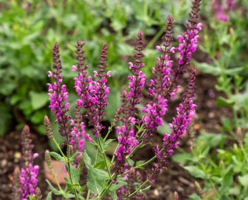 Salvia nemorosa 'Pink Beauty'