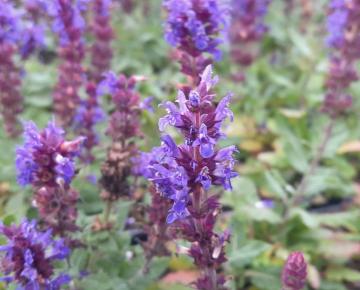 Salvia nemorosa 'Sensation® Medium Deep Blue'
