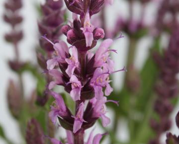 Salvia nemorosa 'Sensation® Medium Deep Rose'