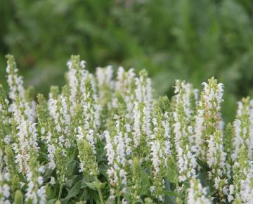 Salvia nemorosa 'Sensation® Medium White'