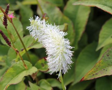 Sanguisorba obtusa alba