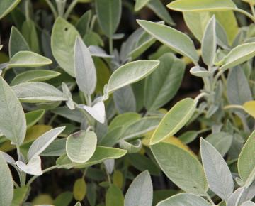 Salvia officinalis 'Albiflora'