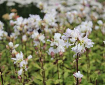 Saponaria officinalis 'Alba Plena'