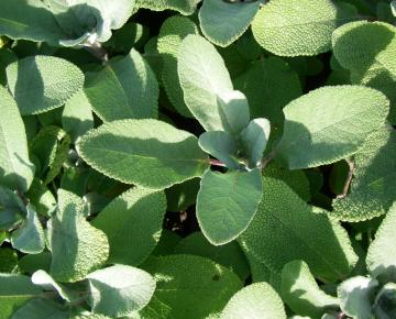 Salvia officinalis 'Berggarten'