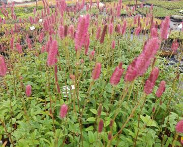 Sanguisorba officinalis 'Blackthorn'