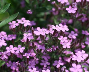 Saponaria ocymoides