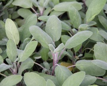 Salvia officinalis 'Growers Friend'