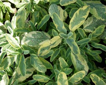 Salvia officinalis 'Icterina'