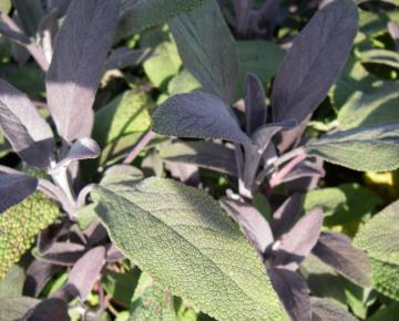Salvia officinalis 'Purpurascens'