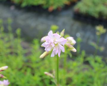 Saponaria officinalis 'Rosea Plena'