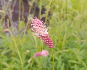 Sanguisorba officinalis 'Rock and Roll'