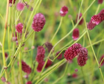 Sanguisorba officinalis 'Red Thunder'