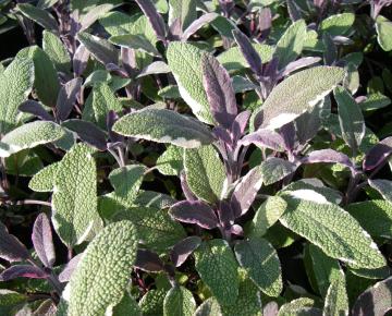 Salvia officinalis 'Tricolor'