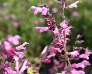 Salvia 'Pink Amistad'