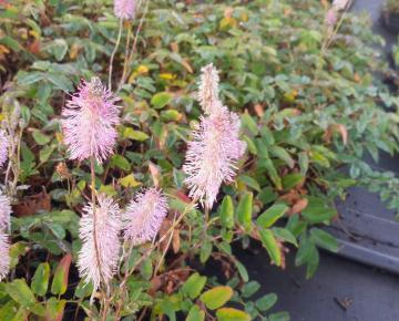 Sanguisorba  'Pink Brushes'