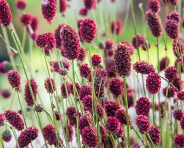 Sanguisorba 'Proud Mary'