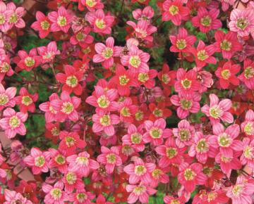 Saxifraga arendsii 'Peter Pan'