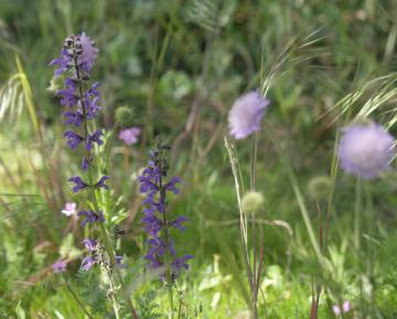 Salvia pratensis