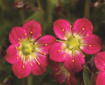 Saxifraga arendsii 'Pixie Rose'