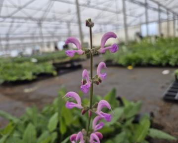 Salvia pratensis 'Rose Rhapsody'