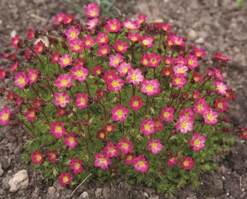 Saxifraga arendsii 'Purpurteppich'