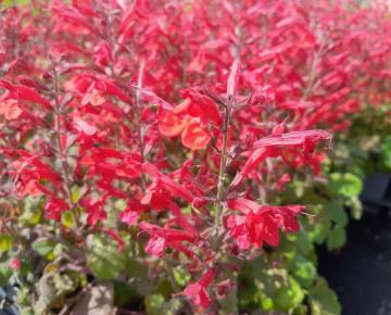 Salvia roemeriana 'Hot Trumpets'