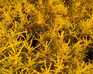 Santolina rosmarinifolia 'Lemon Fizz'