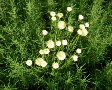 Santolina rosmarinifolia (virens)