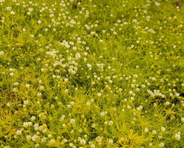 Sagina subulata 'Aurea' ('Lime Moss')