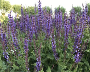 Salvia sylvestris (x) 'Dear Anja'