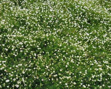 Sagina subulata 'Senior' ('Green Moss')