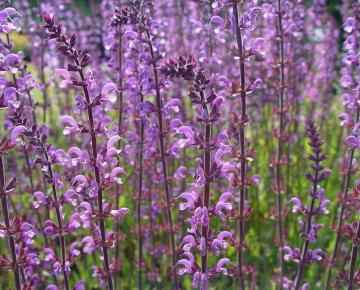 Salvia sylvestris (x) 'Serenade'