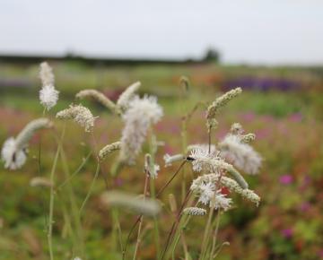 Sanguisorba tenuifolia var. alba
