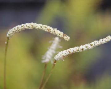 Sanguisorba tenuifolia 'All Time High'