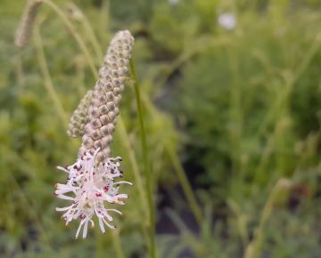 Sanguisorba tenuifolia 'Strawberry Frost'