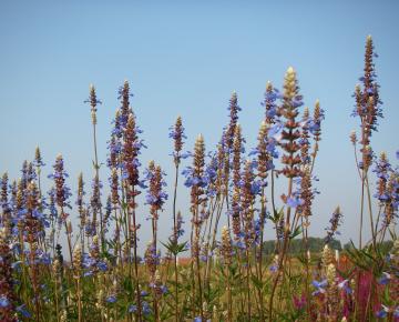 Salvia uliginosa 'African Skies'