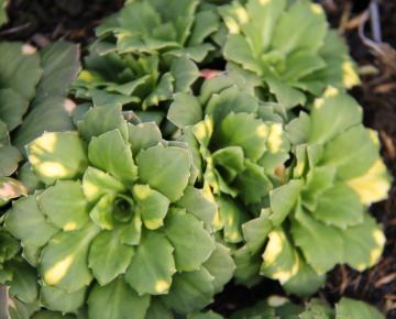 Saxifraga urbium (x) 'Variegatum'