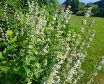 Salvia verticillata 'Alba'