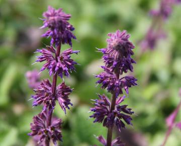 Salvia verticillata