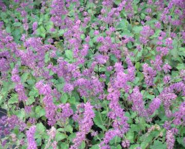 Salvia verticillata 'Purple Rain'