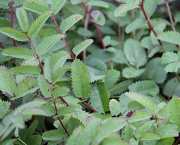 Sanguisorba 'White Brushes'