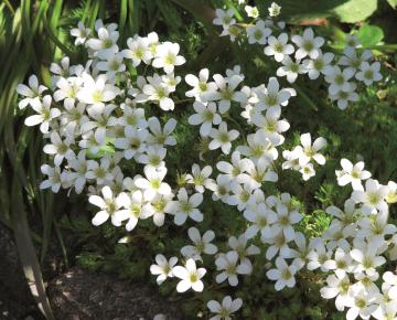 Saxifraga arendsii 'White Pixie'(stek)