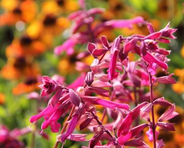 Salvia  'Wendy's Wish' ®