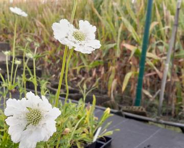 Scabiosa caucasica 'Alba' ('Perfecta Alba')